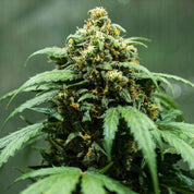 Nahaufnahme der Royal Dwarf von Royal Queen Seeds, die frostige Knospen und grüne Blätter vor einem unscharfen Hintergrund zeigt.