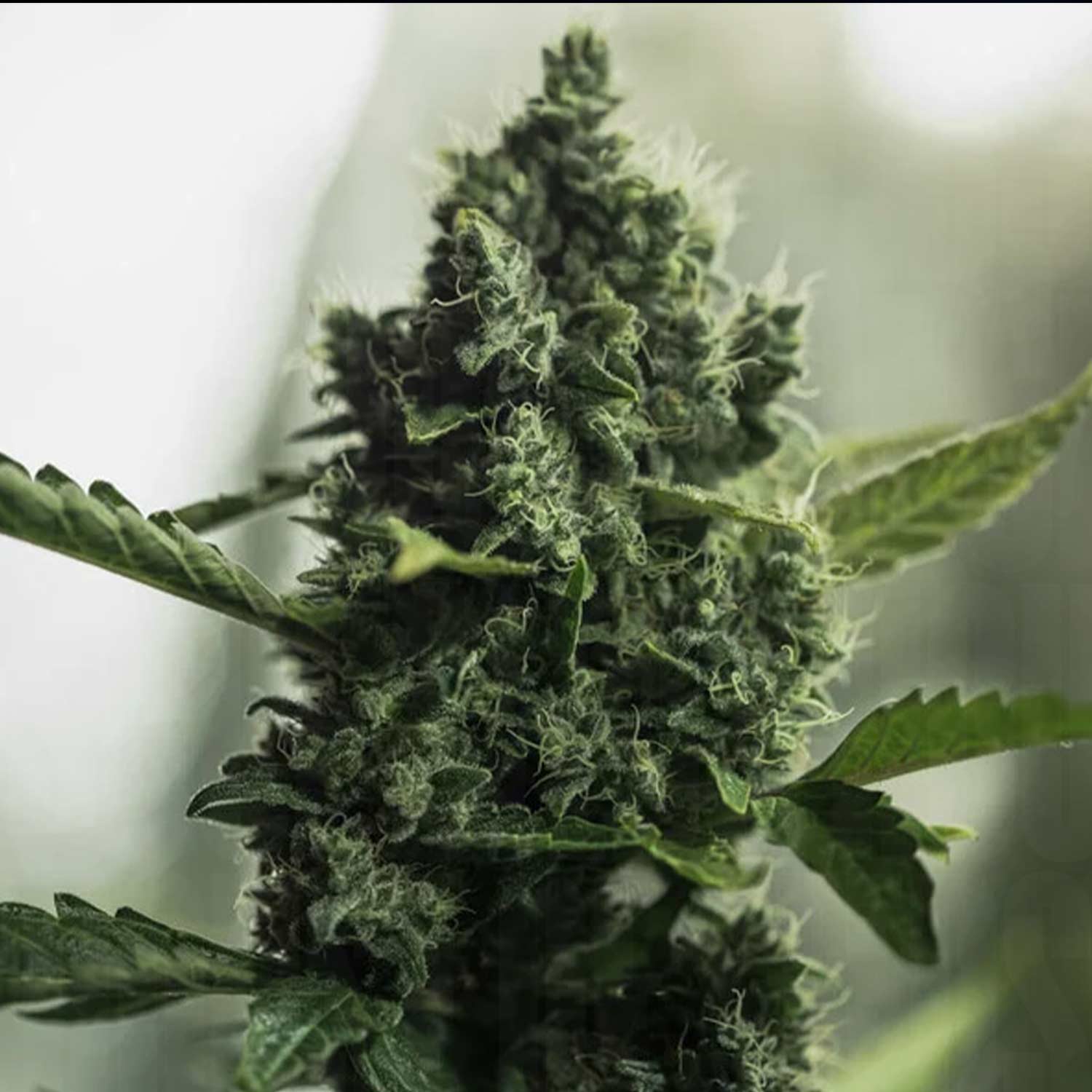 Royal Gorilla Pflanze von Royal Queen Seeds mit harzigen Knospen, weißen Trichomen und grünen Blättern vor unscharfem Hintergrund