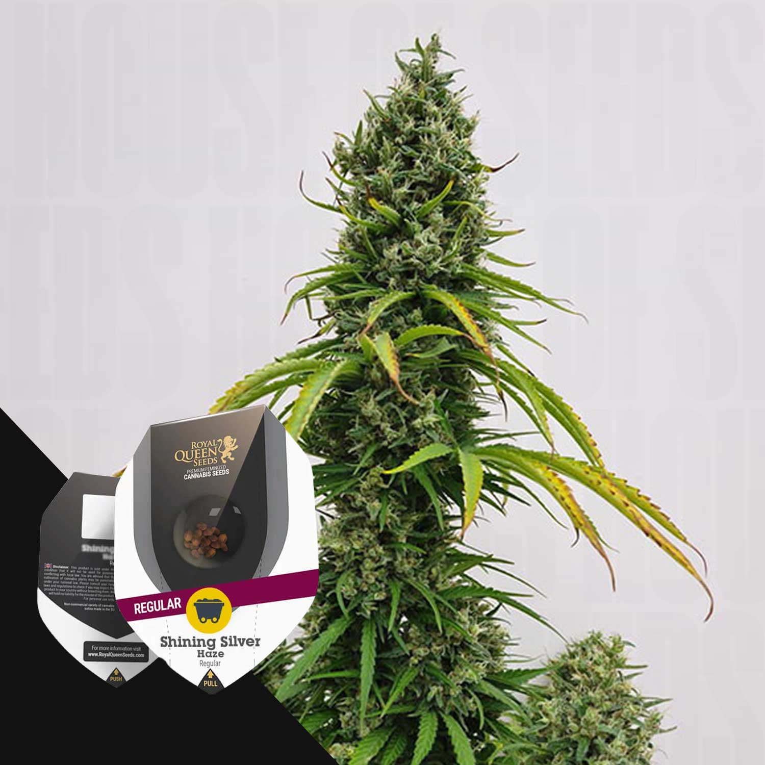 Nahaufnahme einer Cannabispflanze mit der Samenverpackung von Shining Silver Haze von Royal Queen Seeds im Vordergrund.