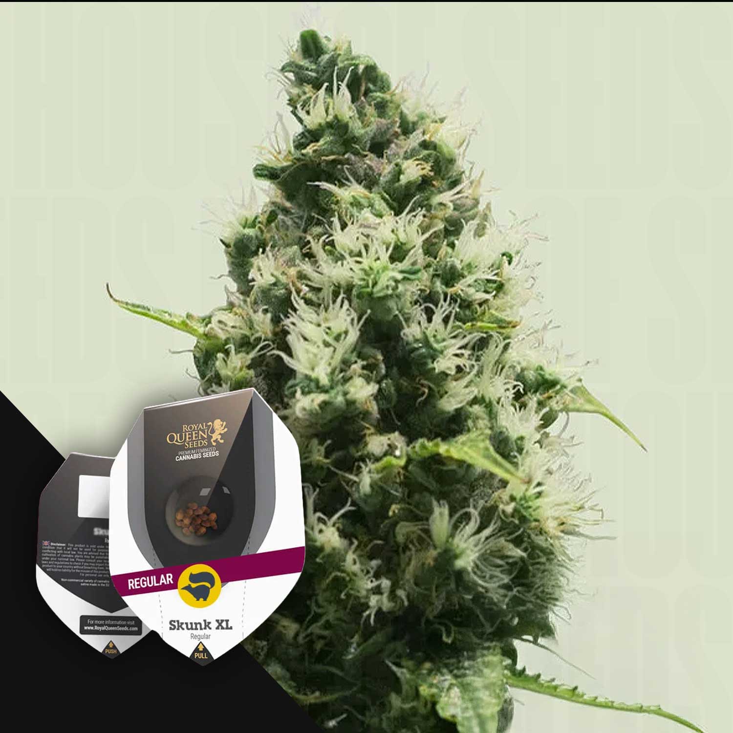 Nahaufnahme einer Skunk XL Cannabispflanze von Royal Queen Seeds mit der Samenverpackung in der unteren linken Ecke.