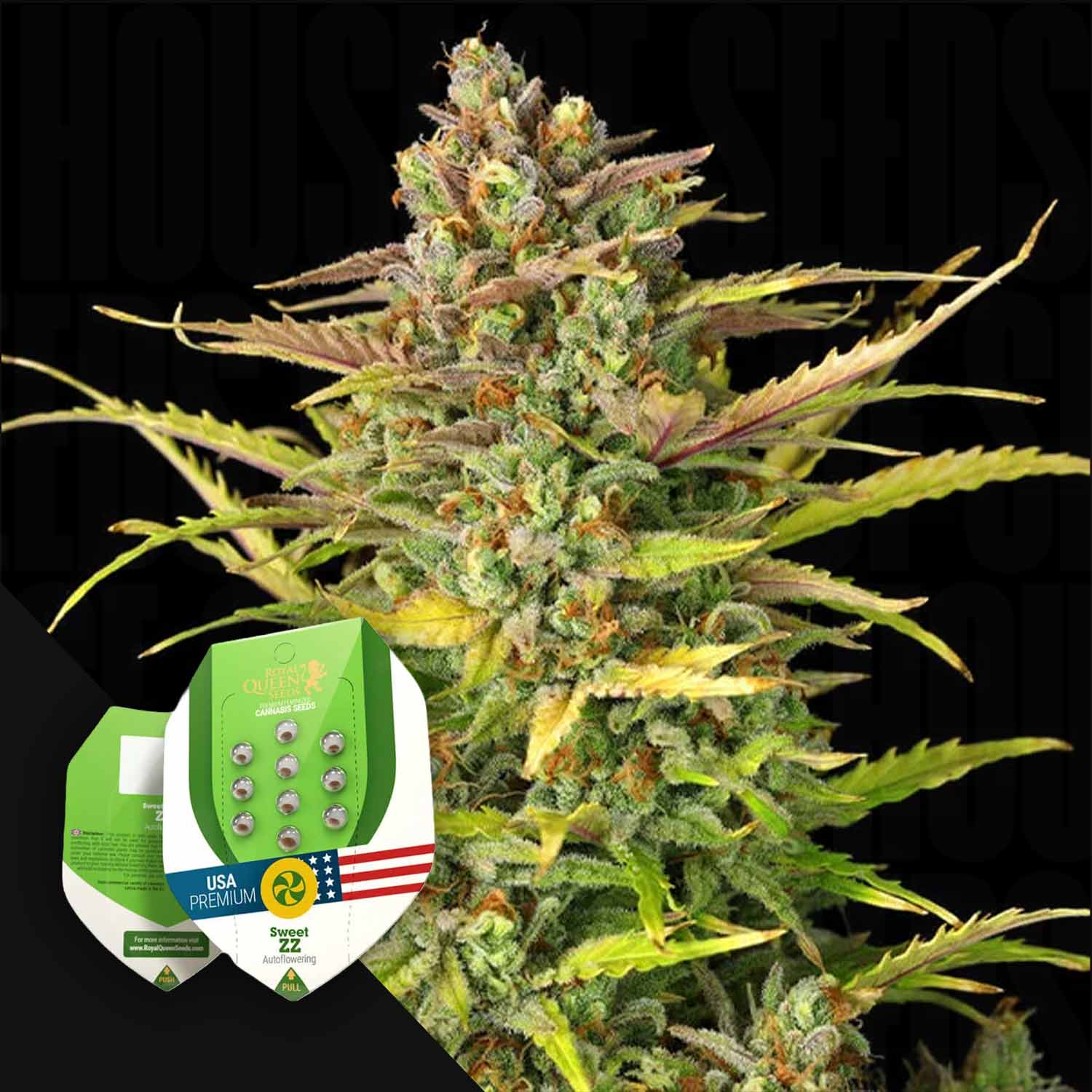 Nahaufnahme einer Cannabispflanze mit Sweet ZZ-Samenverpackung von Royal Queen Seeds davor.