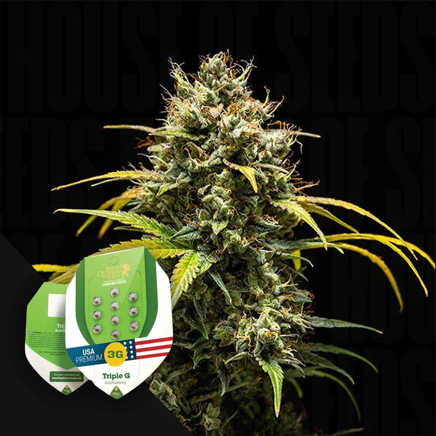 Eine dichte grüne Cannabispflanze mit Triple G-Samenpaketen von Royal Queen Seeds im Vordergrund.