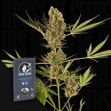 Alpine Delight CBD Aut