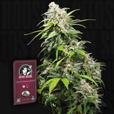California Indica