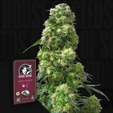 Early Skunk