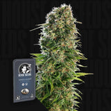 Hindu Kush Auto