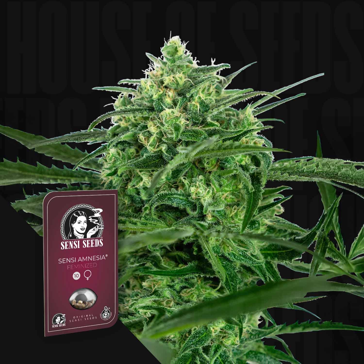 Nahaufnahme einer Cannabispflanze und einer Packung Sensi Seeds Sensi Amnesia feminisierte Samen im Vordergrund.