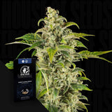 Sweet & Sour Cream Auto