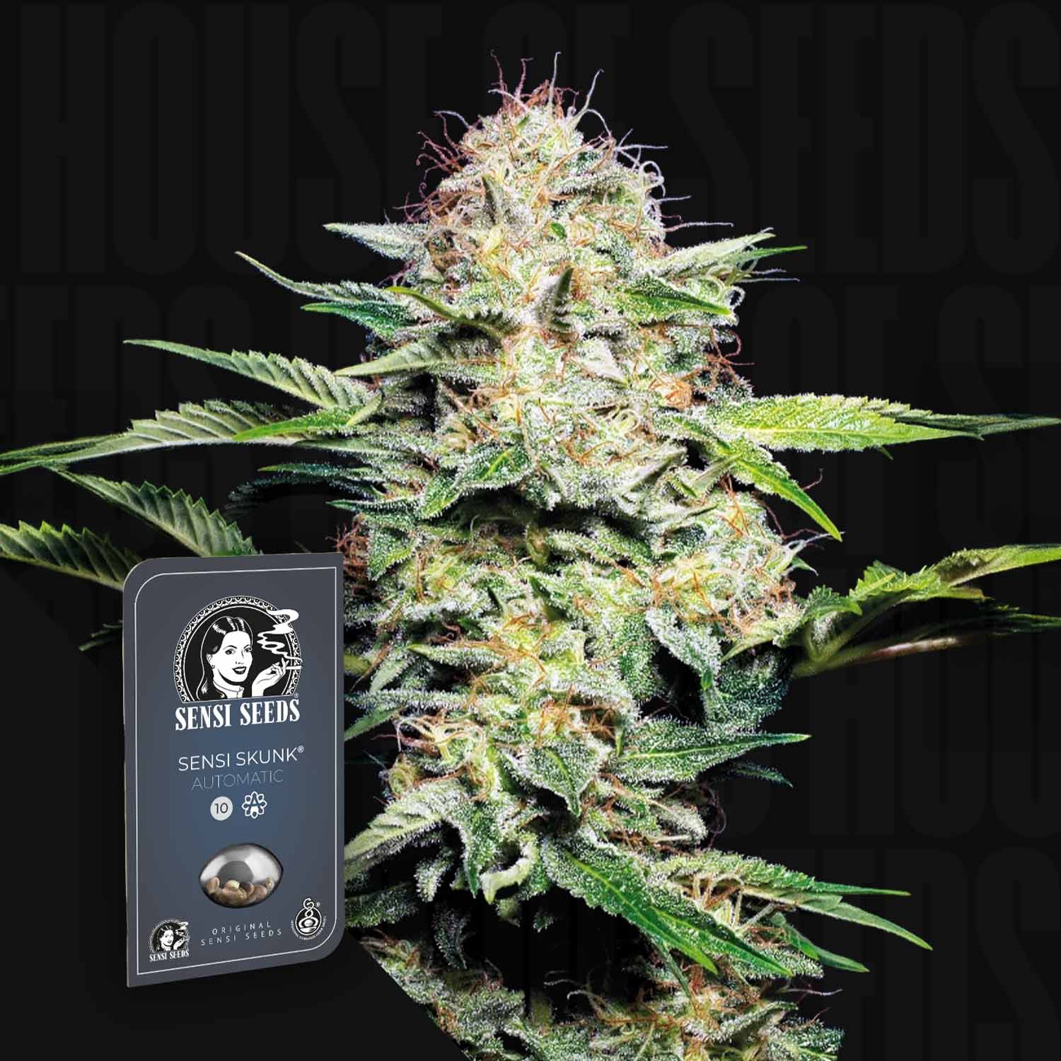 Nahaufnahme einer frostigen Cannabispflanze mit Sensi Skunk Auto by Sensi Seeds Samenpackung im Vordergrund.