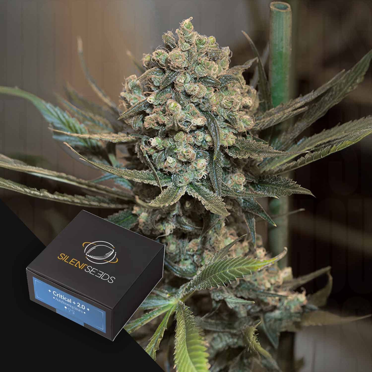 Nahaufnahme einer Cannabispflanze mit dichten Knospen; im Vordergrund eine Silent Seeds Critical + 2.0 AUTO-Box.