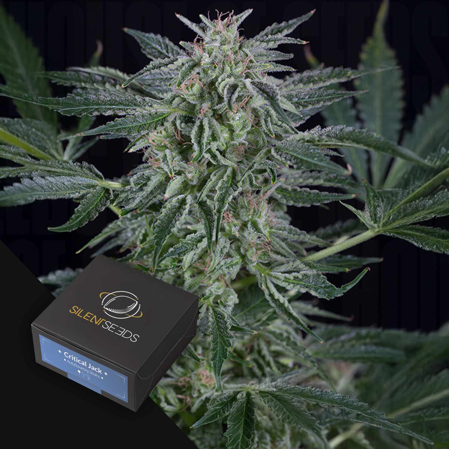 Eine Nahaufnahme einer Cannabispflanze mit einer Silent Seeds Critical Jack AUTO Samenbox in der Ecke.