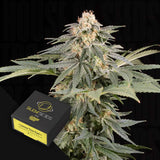 Lemon Tree FAST
