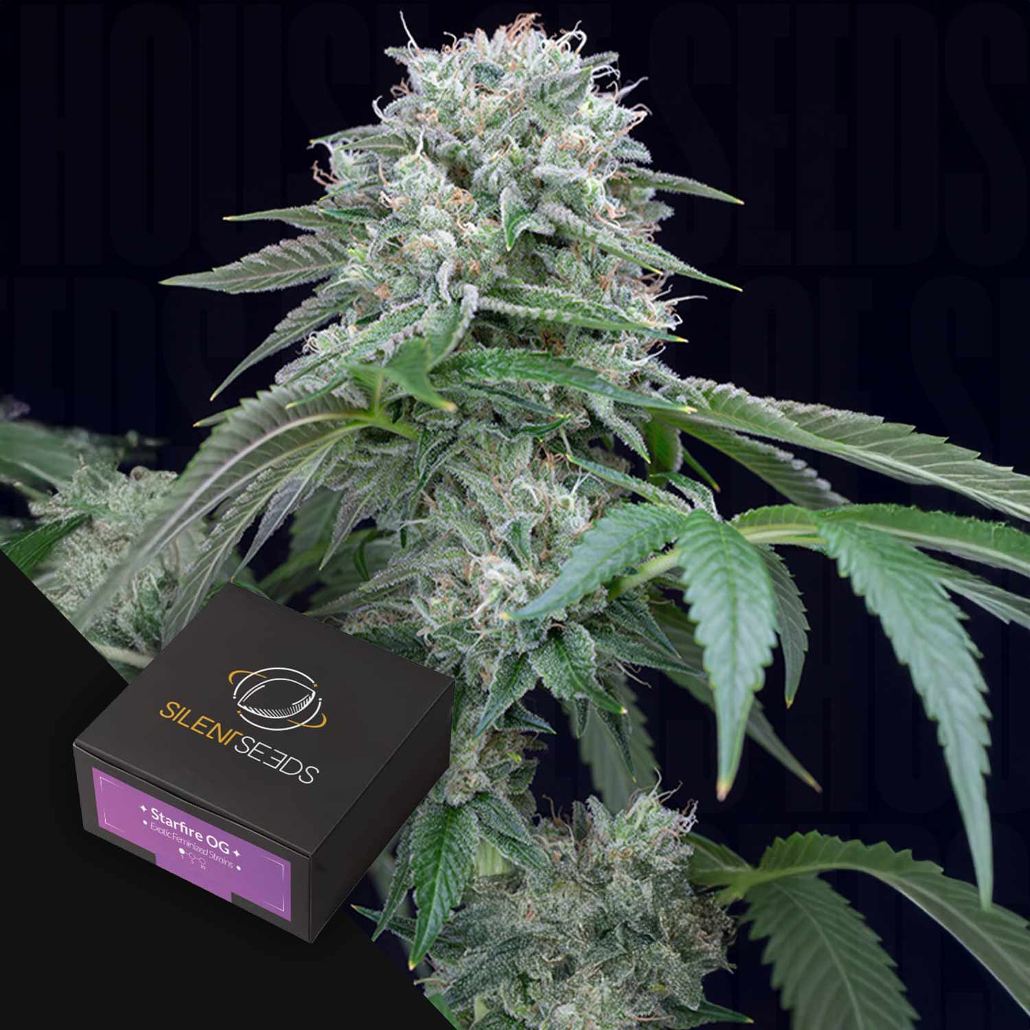 Eine Nahaufnahme von frostigen Cannabisknospen und einer Silent Seeds-Box mit der Aufschrift Starfire OG.