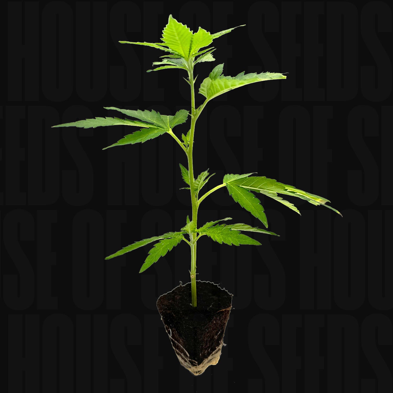 Gogurtz-Steckling von Holy Hemp mit gezackten Blättern im Topf vor schwarzem Hintergrund