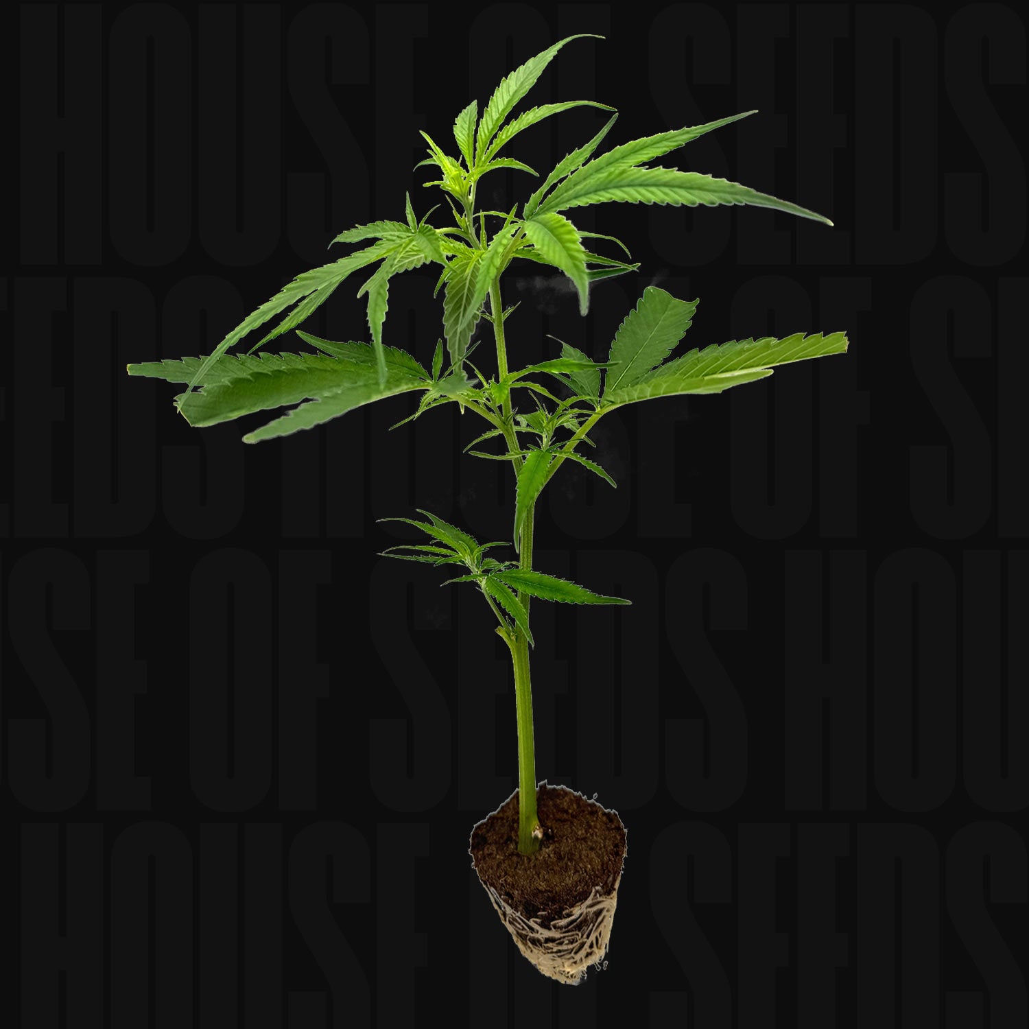 Mandarin Cookies R1 V2 Steckling von Holy Hemp mit grünen Blättern und Wurzeln vor schwarzem Hintergrund