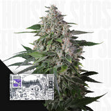 Karels Haze