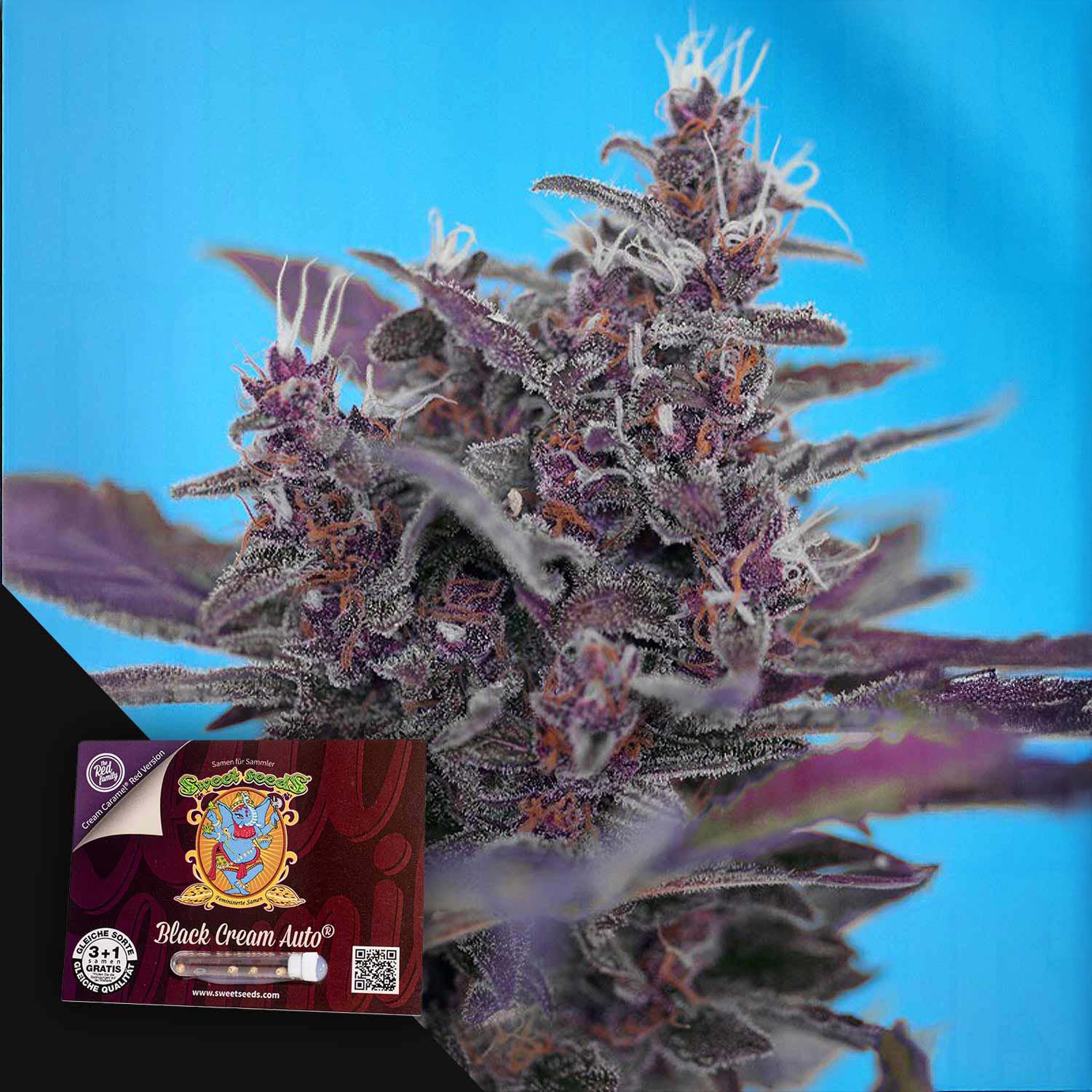 Violett gefärbte, frostige Cannabispflanze in Blüte vor hellblauem Hintergrund, Black Cream Auto Paket in der Ecke