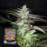 Black Jack
