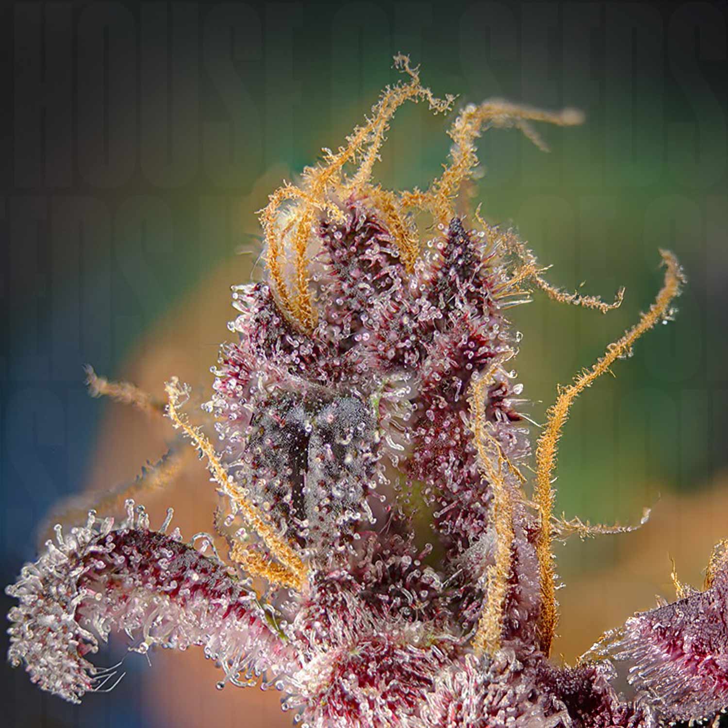 Black Muffin F1 FAST Blüte von Sweet Seeds mit Trichomen, orangen Haaren, violetten Tönen und buntem, verschwommenem Hintergrund