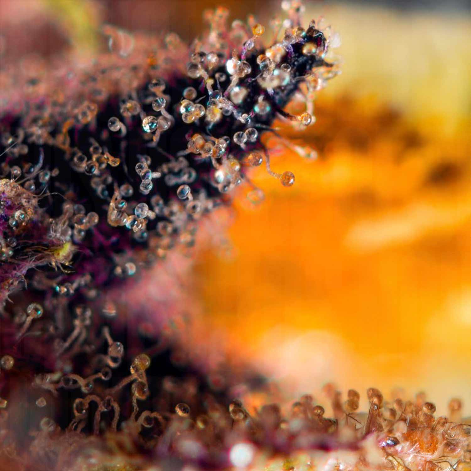 Nahaufnahme von Trichomen auf Dark Devil Auto Knospe von Sweet Seeds vor unscharf orange-gelbem Hintergrund