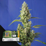 Gorilla Girl XL Auto