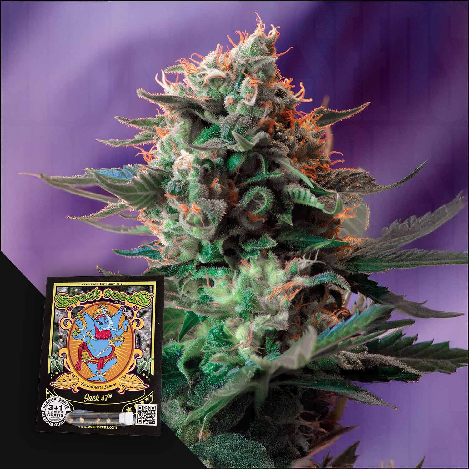 Jack 47 Pflanze von Sweet Seeds mit frostigen Knospen, orangefarbenen Haaren und Verpackung vor lila Hintergrund