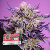 Pink Guava F1 FAST