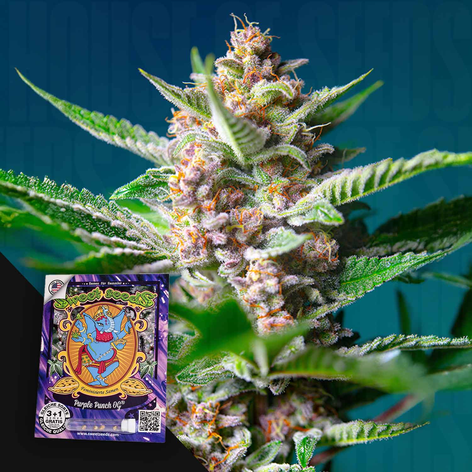 Nahaufnahme von frostigen Purple Punch OG-Knospen; Sweet Seeds-Packung mit lebendigem Kunstwerk in der Ecke sichtbar.