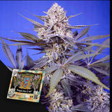 Pineapple Slush XL Auto