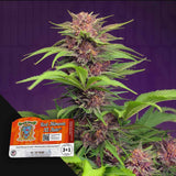 Red Mimosa XL Auto