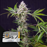 Sweet Amnesia Haze XL Auto