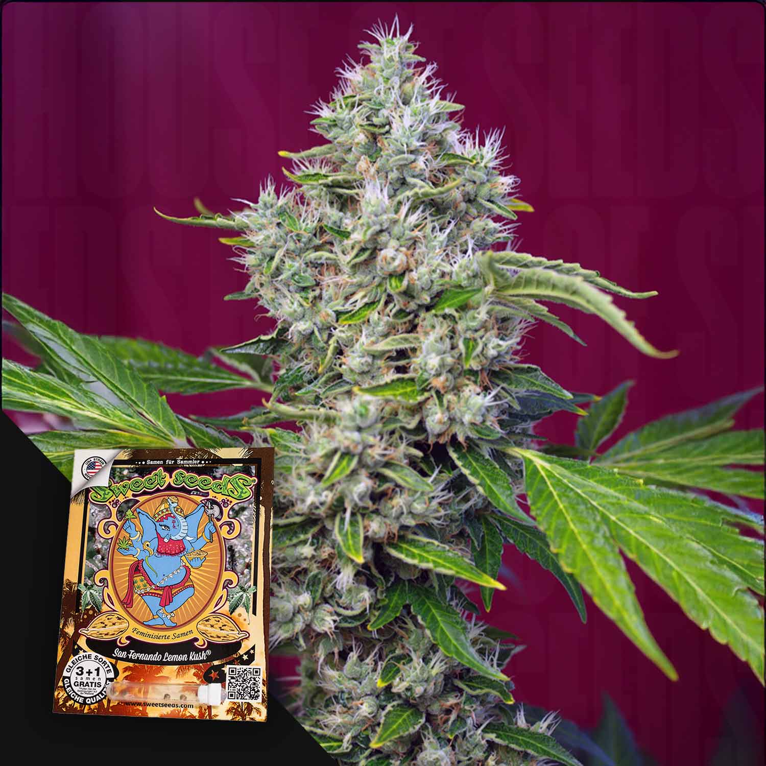 SWS-SFLK-3