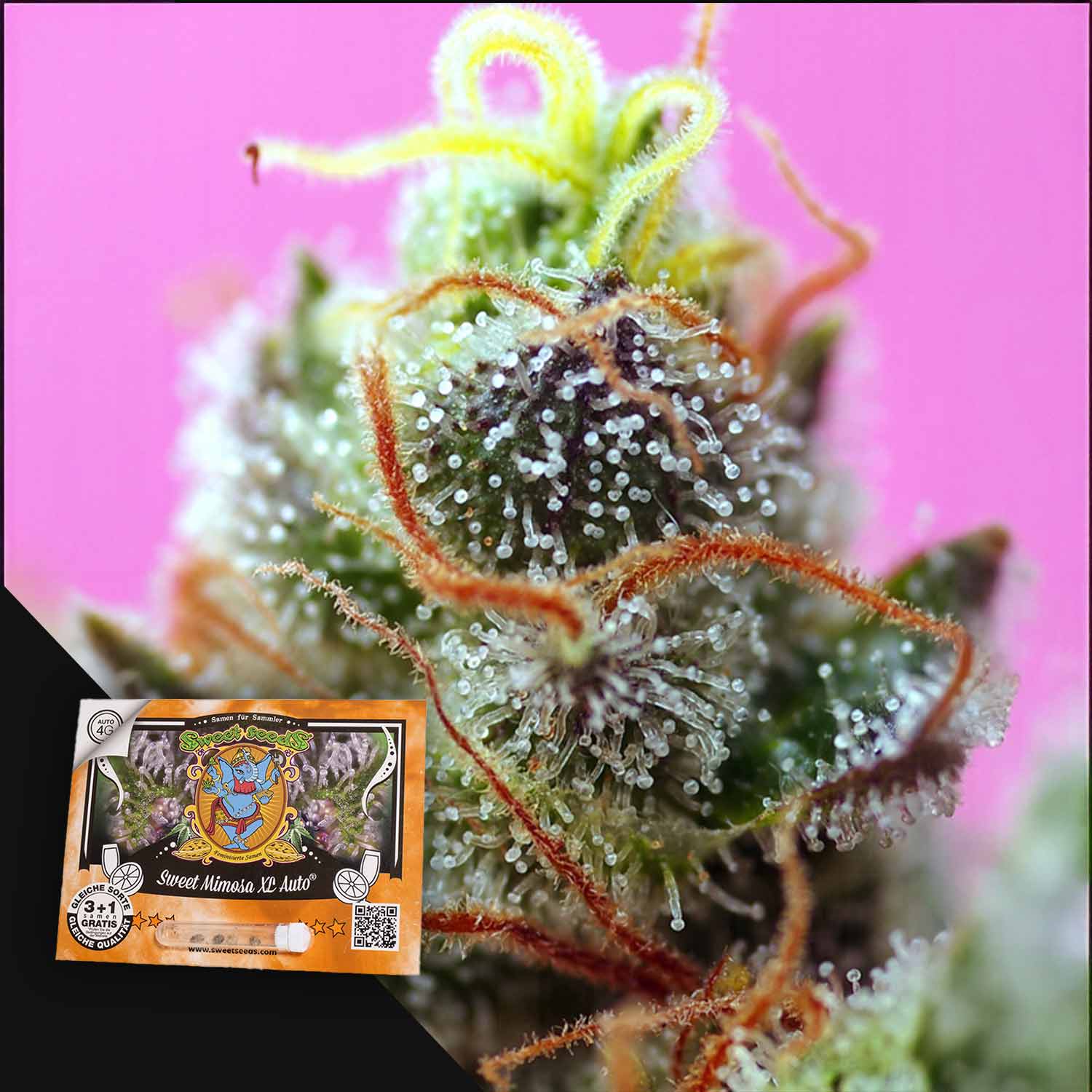 Nahaufnahme der Knospe der Sweet Mimosa XL Auto von Sweet Seeds, Trichome und orangefarbene Haare sichtbar; Samenpaket in der Ecke.