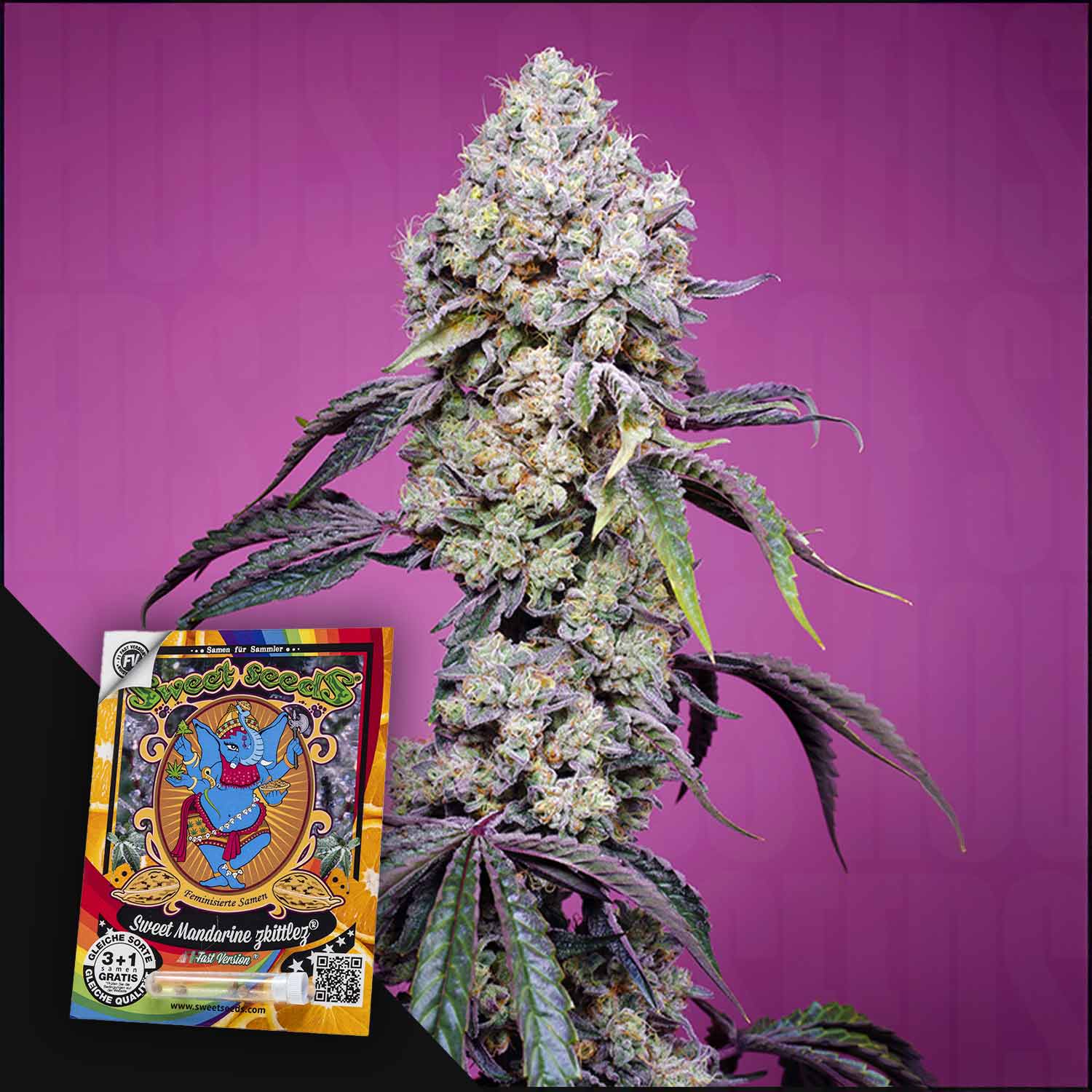 Eine frostige Sweet Mandarine Z F1-Knospe von Sweet Seeds mit violetten Blättern; das Samenpäckchen ist auf einem rosa Hintergrund zu sehen.