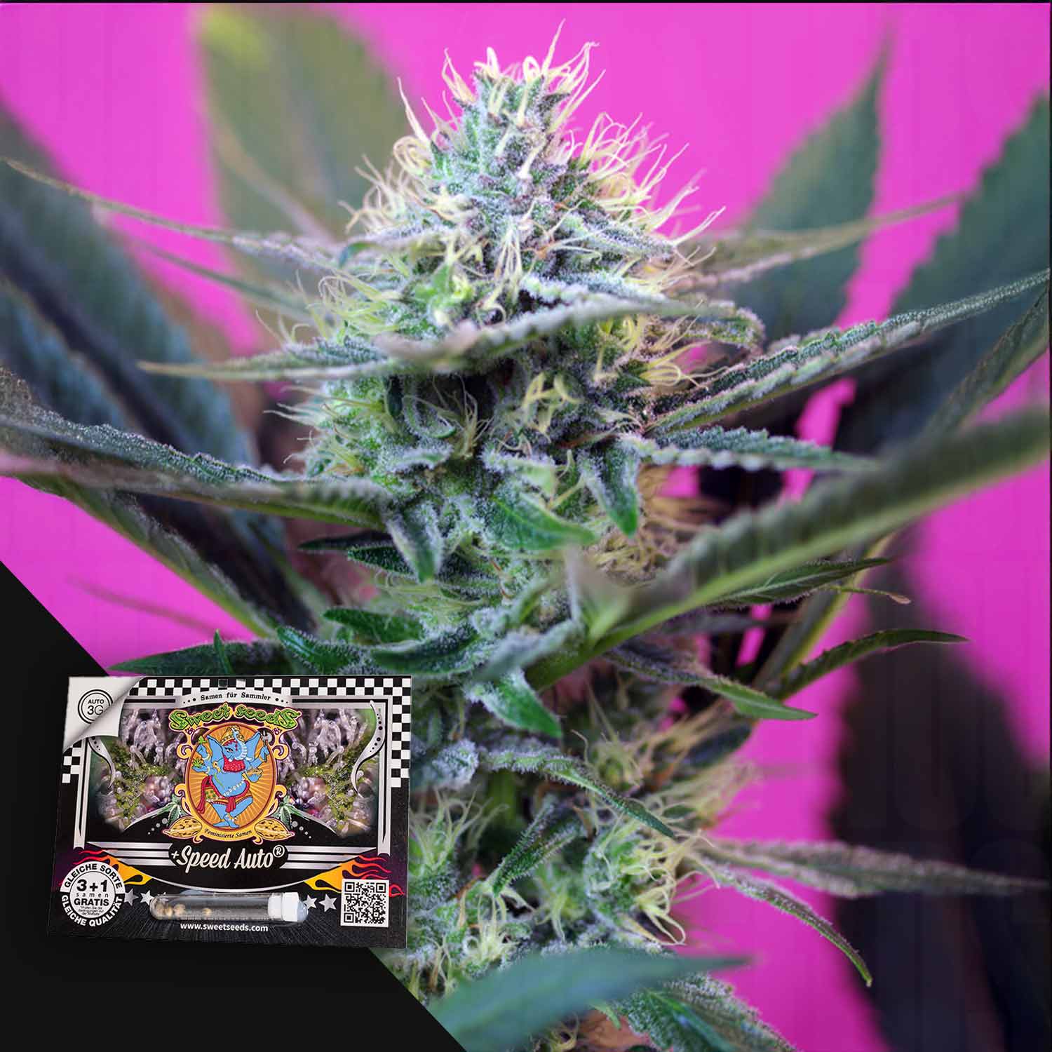 Nahaufnahme von + Speed Auto von Sweet Seeds mit dichten Knospen, rosa Hintergrund und Samenpäckchen in der Ecke.