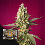 Skywalker OG Runtz XL Auto
