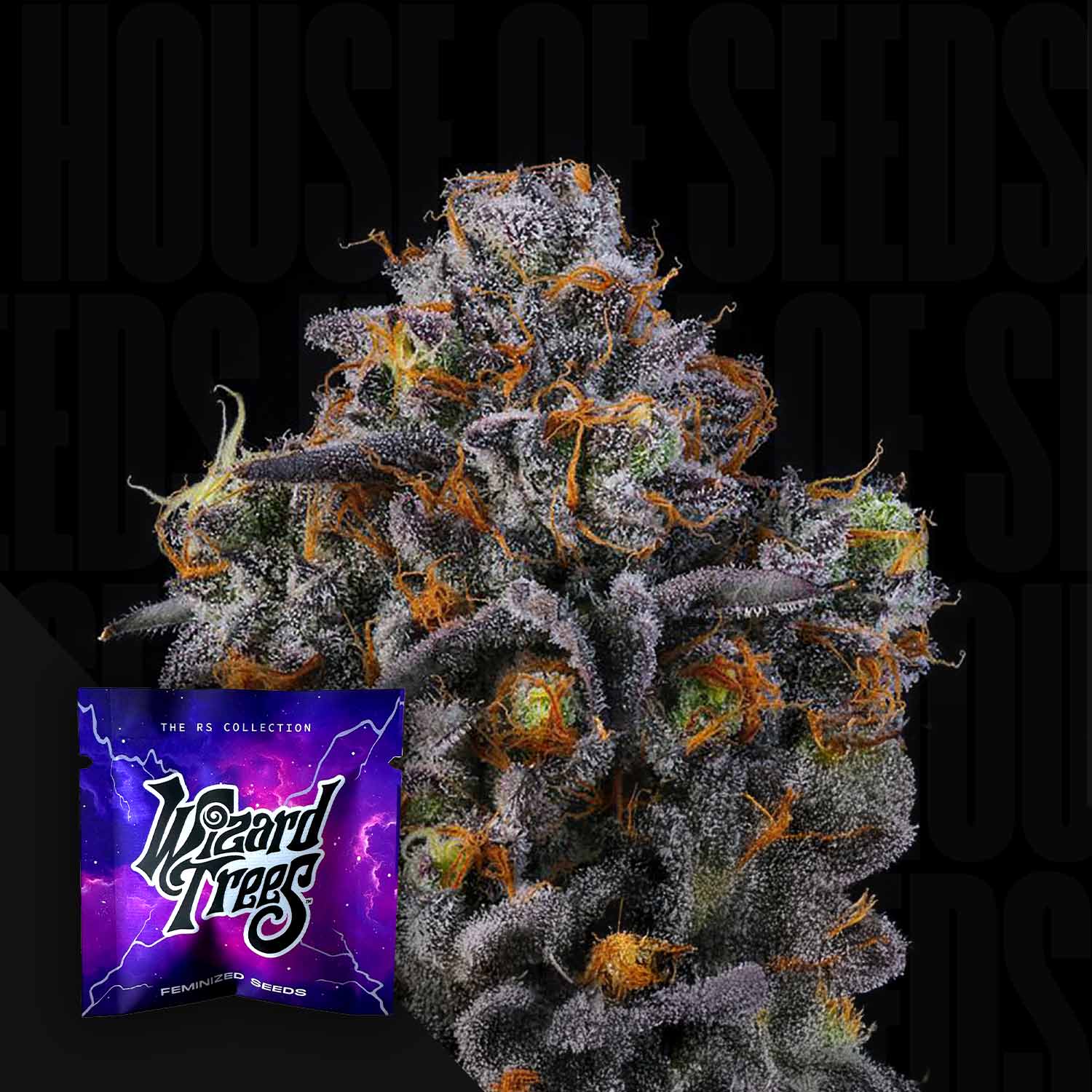 Nahaufnahme einer 11:11 Knospe mit violetten und orangen Tönen, in der Ecke lilafarbenes Wizard Trees Paket