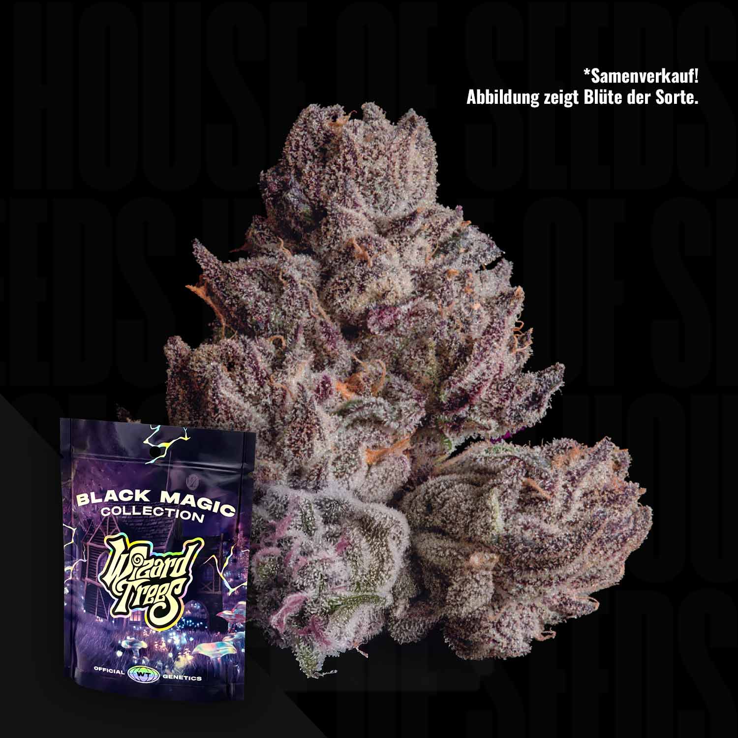 Lila und grüne Cannabisknospen mit einem Black Orchard by Wizard Trees Samenpaket im Vordergrund.