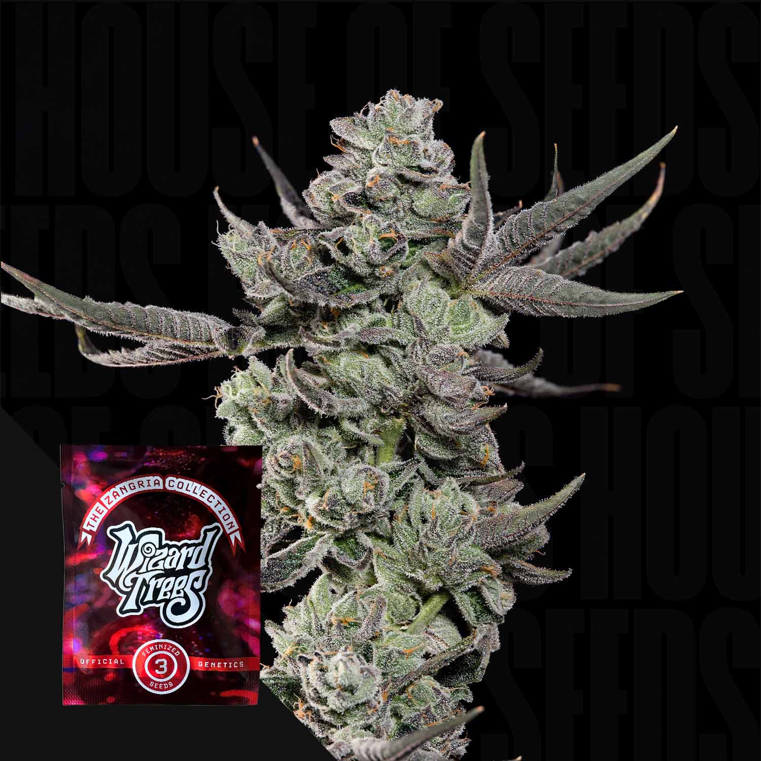 Nahaufnahme einer dichten frostigen Cali Tings Cannabisknospe mit dunkelgrünen Blättern, unten links rotes Wizard Trees Samenpaket