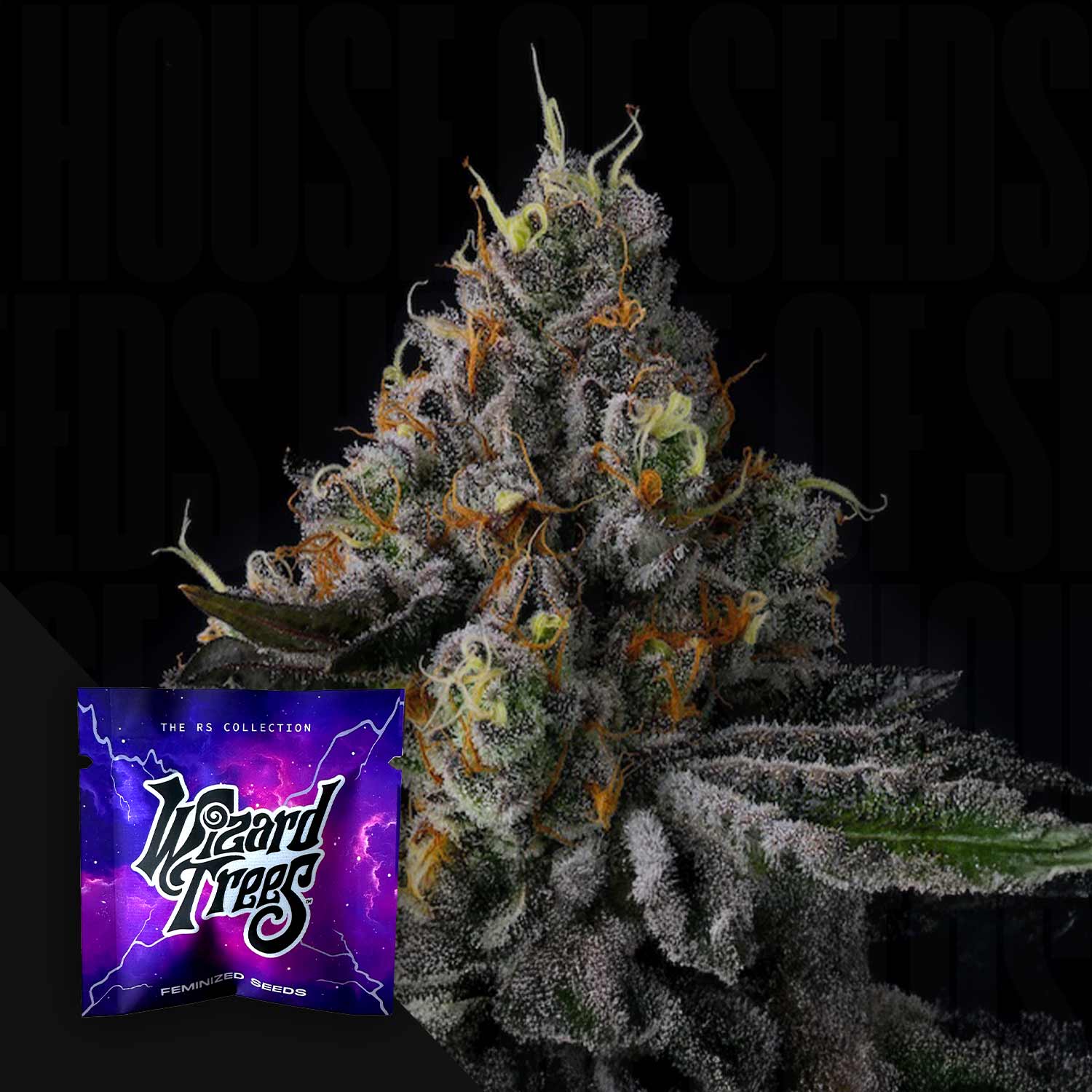 Frostige Galactic Rainbow Knospe mit orangen Haaren neben lila Wizard Trees Paket aus der RS Collection