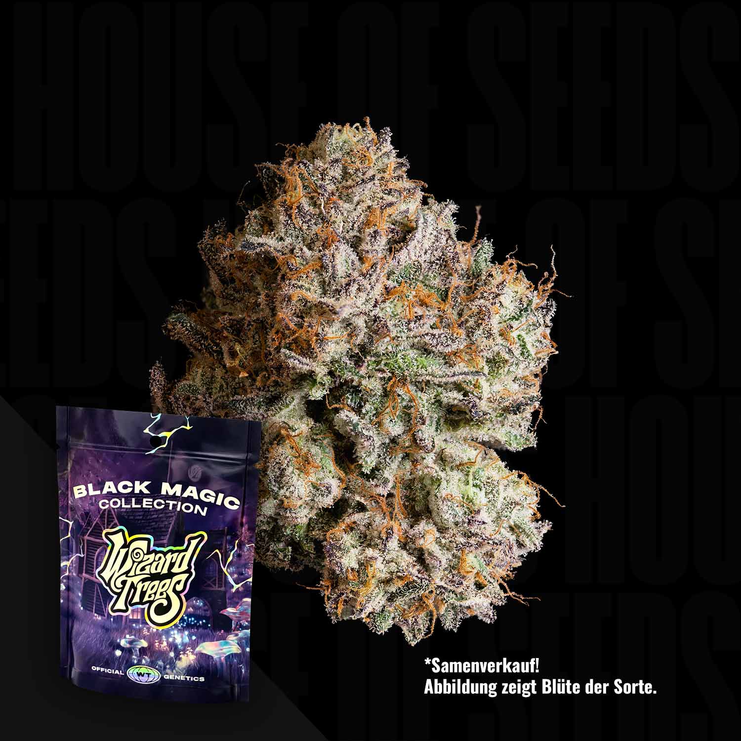 Nahaufnahme einer Obsidian-Cannabis-Knospe mit einem bunten Wizard Trees-Samenpäckchen in der unteren linken Ecke.