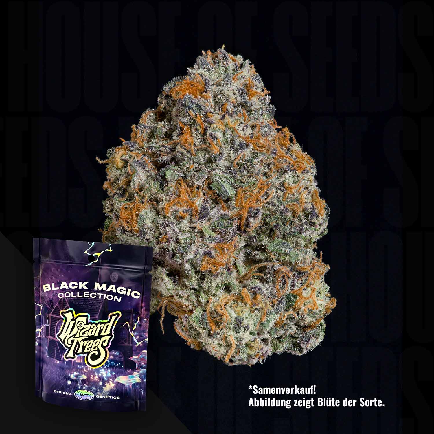 Eine Nahaufnahme der Cannabisknospe von Wizard Trees Potion mit orangefarbenen, violetten und grünen Farbtönen neben der Markenverpackung.