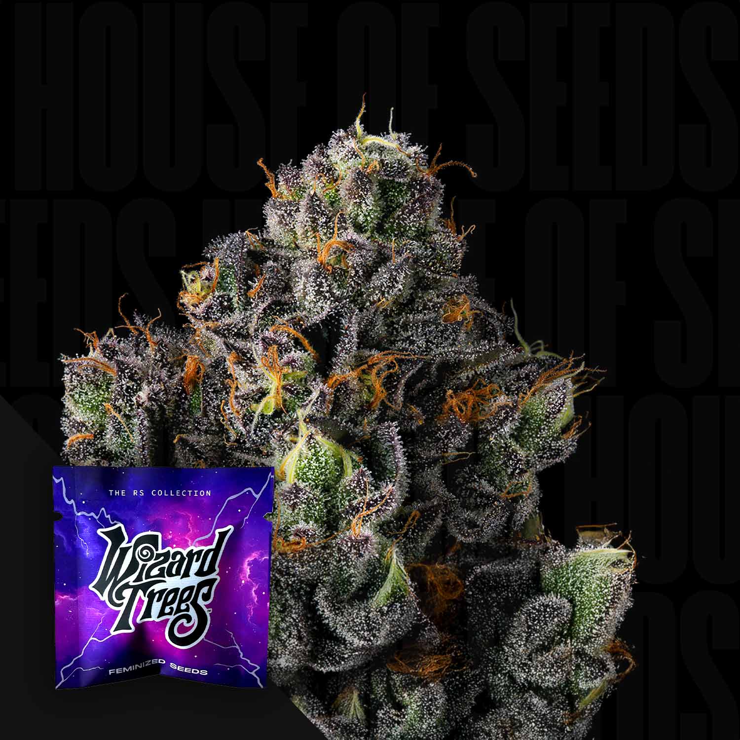 Nahaufnahme einer frostigen lila Knospe mit orangen Haaren, Ecke zeigt Wizard Trees Sherbz Packung