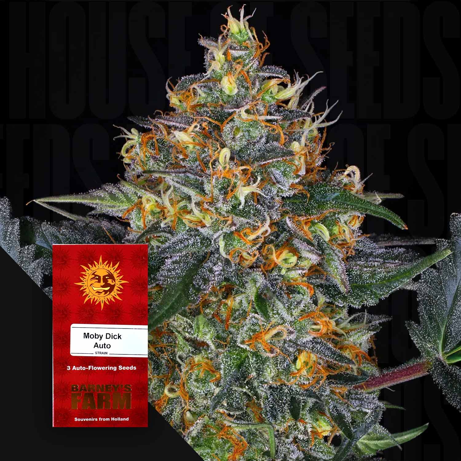 Moby Dick Auto Cannabispflanze von Barney’s Farm mit frostigen Knospen, orangefarbenen Haaren und rotem Samenpäckchen