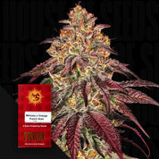 Nahaufnahme einer frostigen Cannabispflanze mit lila Blättern, Ecke zeigt rotes Barney’s Farm Mimosa x Orange Punch Auto Paket