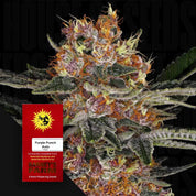 Nahaufnahme einer frostigen Cannabispflanze, daneben rote Verpackung für Purple Punch Auto von Barneys Farm