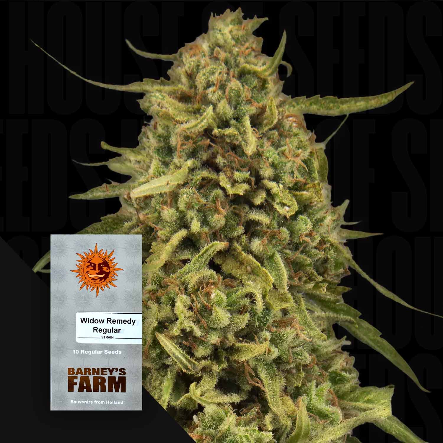 Nahaufnahme von dichten trichombedeckten Cannabisknospen der Sorte Widow Remedy von Barney’s Farm, unten links passende Samenpackung