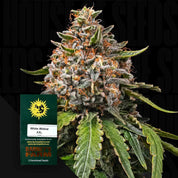 Nahaufnahme einer frostigen White Widow XXL-Knospe mit orangefarbenen Haaren; im Vordergrund ein Samenpaket von Barney's Farm.