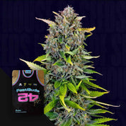 Blue Dream Auto von 420 Fast Buds: dichte grüne und lila Knospen; in der Ecke ist ein 42er Trikot abgebildet.