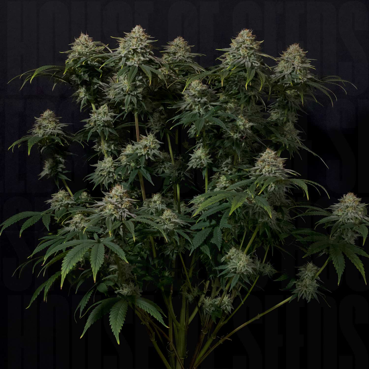 Gorilla Cookies FF von 420 Fast Buds: dichte Knospen und grüne Blätter heben sich von einem dunklen Hintergrund ab.